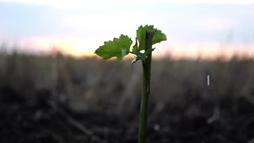 Drops Water Fall on Leaves During Pouring Planted Green Sprout Into Ground Soil at Meadow Caring for
