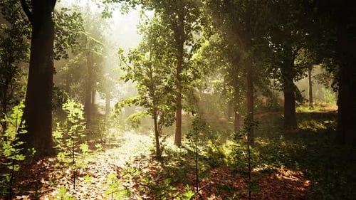 Sunlight Filtering Through Trees in Forest