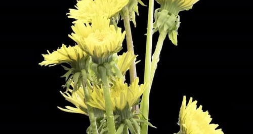 Zeitraffer beim Öffnen einer Pusteblume, Nahaufnahme, Makroaufnahme einer blühenden Blumengruppe, Zeitlupe