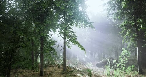 Sunlight Filters Through Dense Trees Illuminating a Serene Forest Landscape