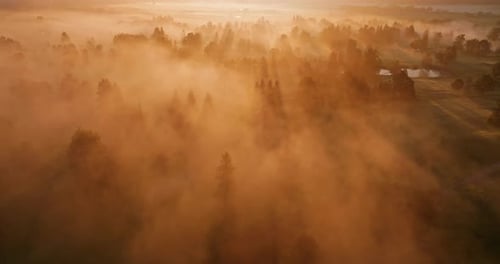 Golden Radiant Light Of The Sun Over Misty Forest