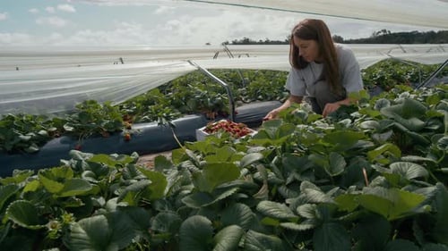 Strawberry picking activity in a farm