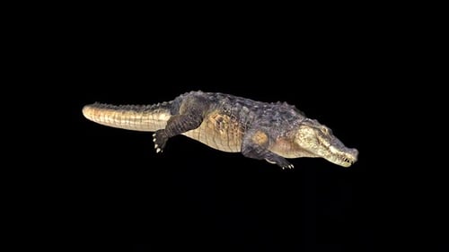 Alligator Sleep Loop