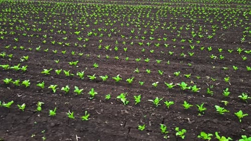 Rows Young Green Beets in Agronomic Field Sugar Beet Sprouts Outdoors in Spring After Light Rain