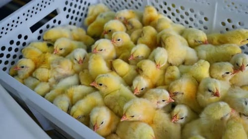 Little chicks in boxes on poultry farm. Cute yellow chickens in plastic containers.