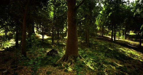 Sunlight Filters Through Trees in a Serene Forest During Daytime