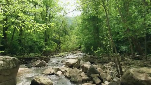 Mountain river surrounded by green trees and Stone 4K