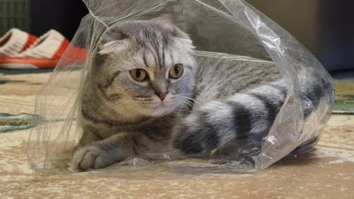 Sac en plastique transparent Scottish Fold Cat Inside