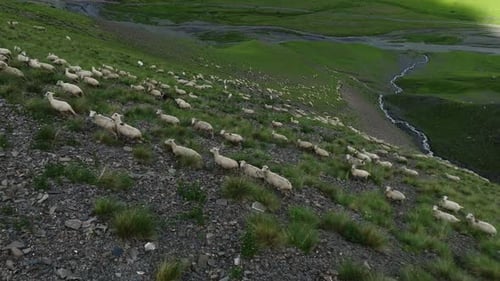 Luftaufnahme einer Schafherde auf grünem Berggelände mit einem gewundenen Bach in der Nähe