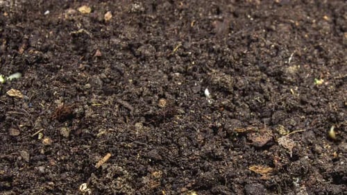 2K - Growing Plant Chickpeas