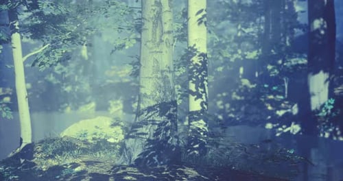 Sunlight Filtering Through Trees in a Tranquil Forest Setting