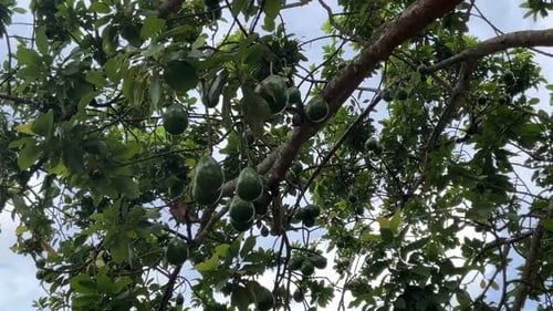 Avocado Tree Full of Fruit on Sunny Day