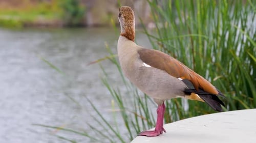 An Egyptian Goode in the Sepulveda Wildlife Reserve