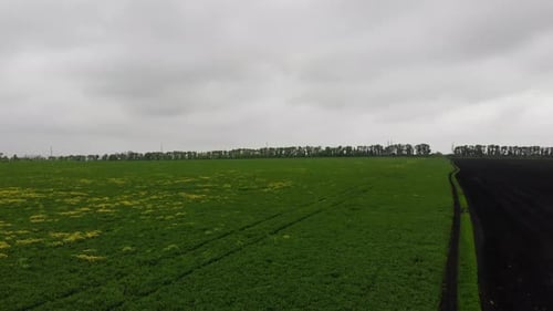 aerial view of the green rapeseed canola field in spring