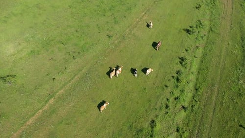 Aerial View of Grazing Cows, Livestock in a Green Meadow, Pasture