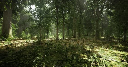 Lush Green Forest Filled with Sunlight Streaming Through the Trees