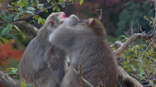 Two Monkeys Grooming Each Other on Tree Branch