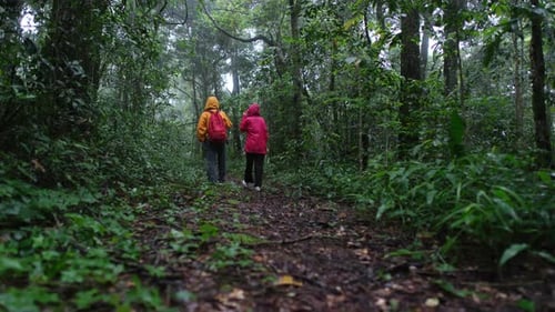 Two people walking in a forest wearing rain gear