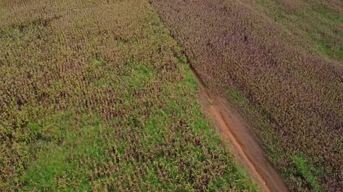 Aerial view of ripe corn field on a sunny day. Top view of Agricultural area of corn fields