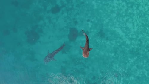 Aerial Drone Footage of Whale Shark Swimming in Ocean Oslob Cebu Philippines