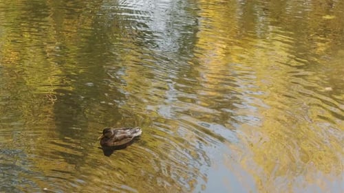 Wild Ducks Swimming in Lake