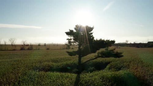 Solitary tree in middle of farm field with green crops. Ascending aerial view of sunlight over tree
