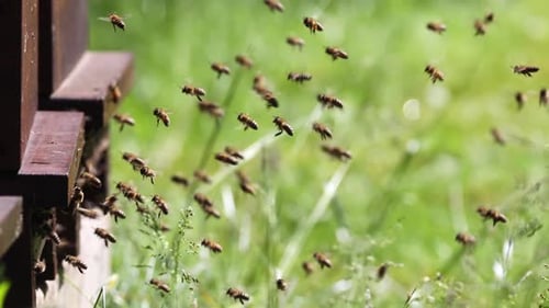 Bees Flying Around Beehive on Sunny Day