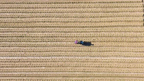 Drone Aerial View of Farmers Fertilizing Newly Planted Vegetable Fields in Rural Farmland