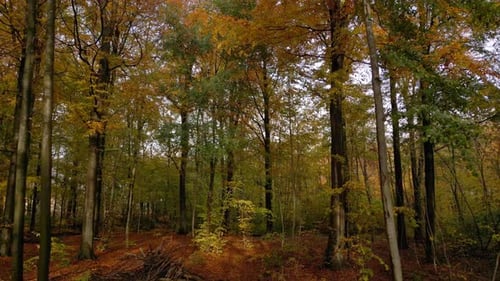 Autumn forest on a sunny day