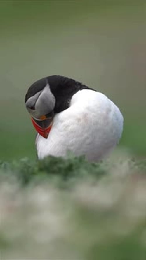 Puffin Preening Feathers in its Habitat