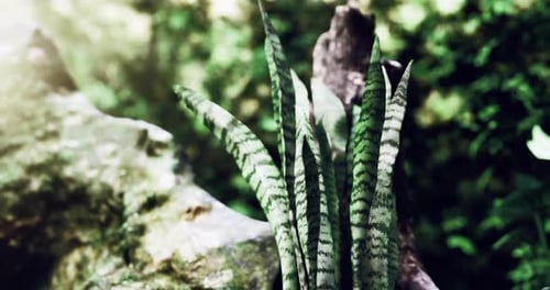 Des plantes vertes éclatantes prospèrent dans un paysage forestier serein et plein de vie