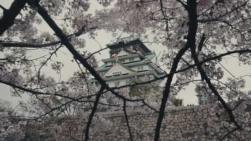 Keep Tower Of Osaka Castle From Osaka Castle Park With Cherry Blossoms. Osaka, Japan. low angle, sta