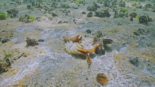 Close-up of deceased crab on sand in low-oxygen zone, also known as hypoxic dead zones
