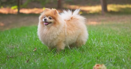 Happy Little Cute Fluffy Pedigree Pomeranian Dog Walking Outdoor at Park on a Grass Laws