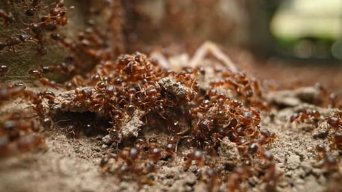 Ants macro video