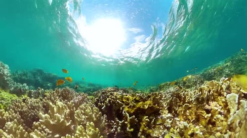 Colorful Fish Swim Among Vibrant Coral Reef