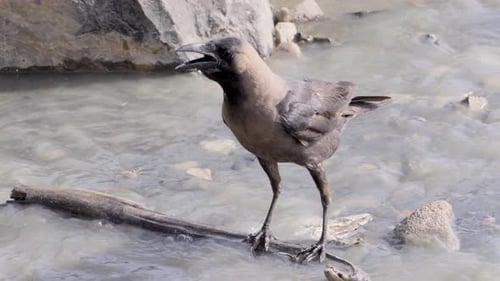 Krähe sitzt auf einem abgebrochenen Holzast am verschmutzten Strand water\_Carter Road Bandra