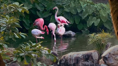 A small group of flamingos stands and moves calmly in a shallow lake, creating a peaceful wildlife