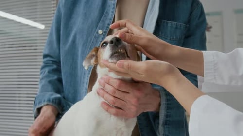 Veterinarian Examining Dog in Clinic, Mid Shot