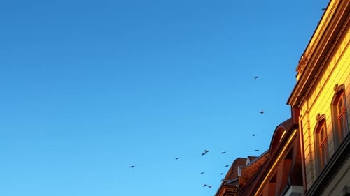 Flock of Birds Soaring Over City Buildings