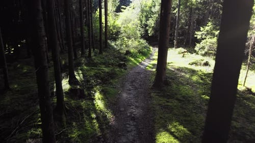 Forest woods in summer lush green pine tree branches, warm evening sun shining, walking path
