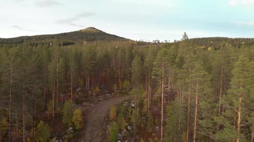 Aerial fly through low angle shot between pine tree forest, following a dirt trail with a mountain p