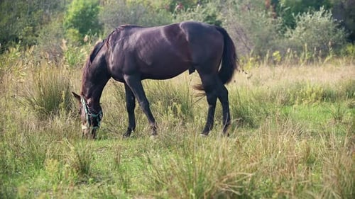A Dark Brown Horse Walking Through Tall Grass in a Lush Green Field with Its Tail Swishing in the
