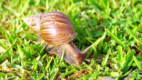 Nahaufnahme der Schneckenbewegung im grünen Gras am Morgen