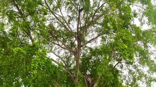 big banyan tree