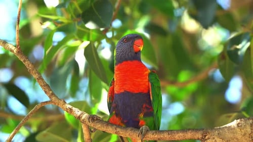 Regenbogen-Lorikeets, Trichoglossus moluccanus, wurden in freier Wildbahn gesichtet, fliegen umher und hocken auf dem T