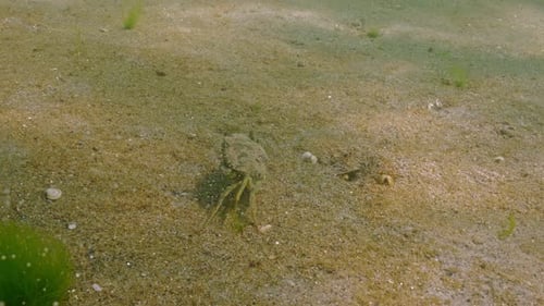 Mediterranean green crab runs along sand seabed covered unicellular algae synthesis gas microbubbles