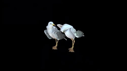Animated Seagulls Walking and Pecking Birds on Transparent Background