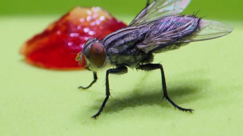 Fly Walking Beside Red Blob