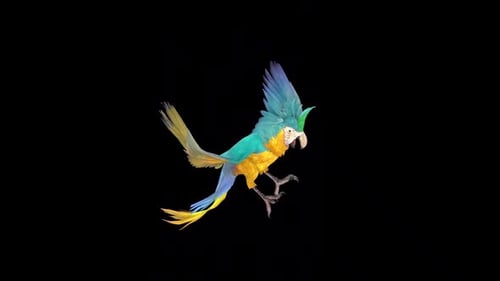 Realistic Animated Flying Parrot Loop